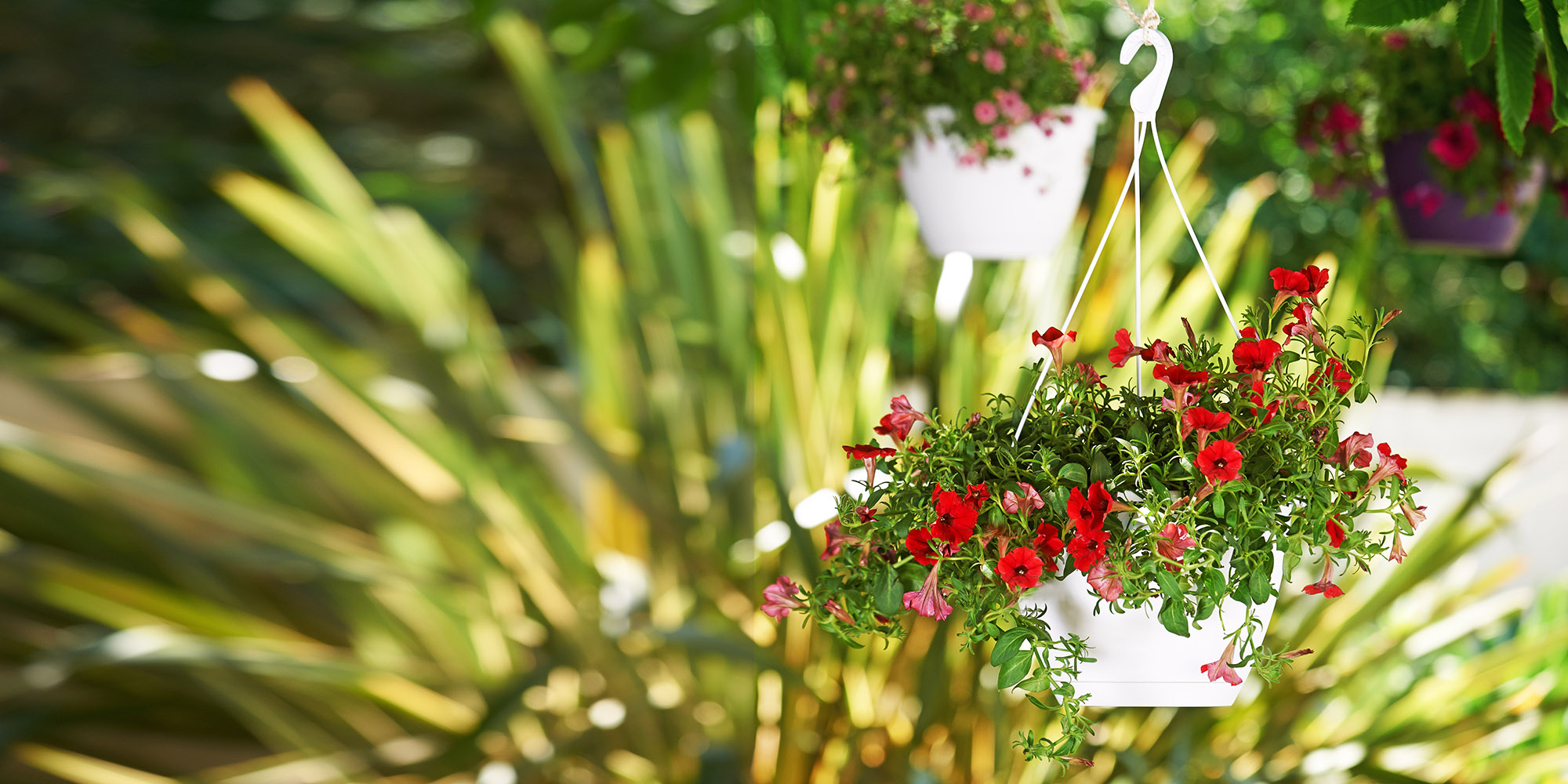 Algarve Hanging Basket