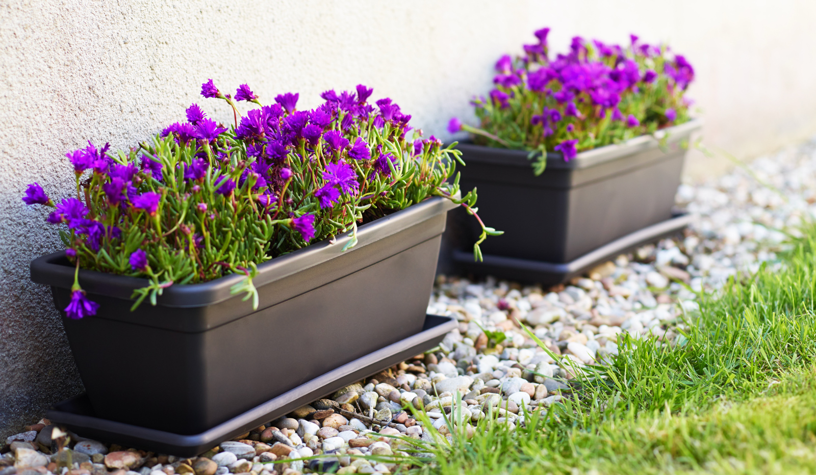 Venezia Plant Box